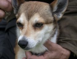 The Norwegian Lundehund is stubborn, intractable, requires management, and can be quite difficul ...