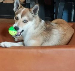 Lundehund gets along well with children, especially if he grew up with the child. But this dog w ...