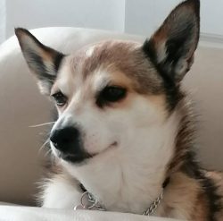 Lundehund is energetic and mobile, it is difficult to keep them in an apartment, despite their s ...