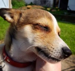 Representatives of this breed love to spend time outdoors, chasing birds or playing with the own ...
