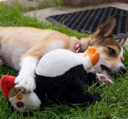To provide your pet with vitamins and minerals, supplements should be included in the menu. It i ...