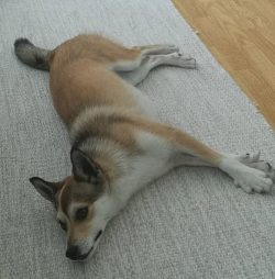 Norwegian Lundehund are very healthy, hardy and free from genetic diseases.