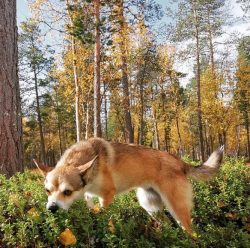 The only common disease, the so-called “Lundehund syndrome”. It is caused by problem ...
