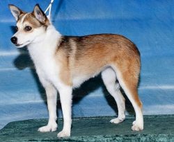 The Norwegian Lundehund is an intelligent, playful, and reliable family friend. The dog requires ...