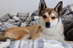Lundehunds is balanced and calm, they are friendly towards others, love affection, and gladly gi ...