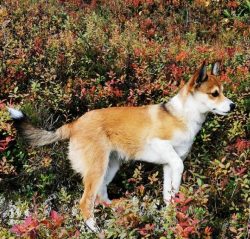 Lundehund has an independent disposition and needs training from an early age. To cultivate obed ...