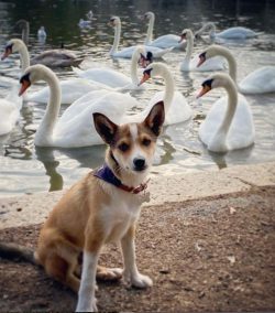 The Norwegian Lundehund is distinguished by its amazing flexibility. Greater mobility of the joi ...