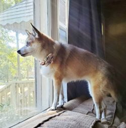 The Norwegian Lundehund is a lively, friendly, and playful breed that is usually classified as p ...
