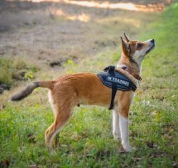 The Norwegian Lundehund is stubborn, intractable, requires management, and can be quite difficul ...