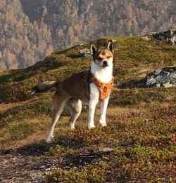 It is extremely difficult to teach the Norwegian Lundehund to keep the house clean, so at first, ...