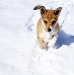 Among the variety of hunting breeds, the Norwegian Lundehund or the Norwegian Laika takes pride  ...