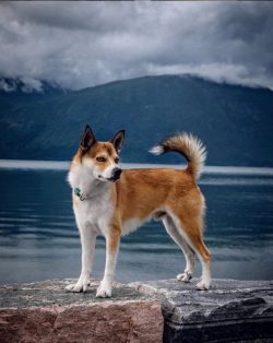 The breed received official recognition only in the 19th century, when they were able to revive  ...