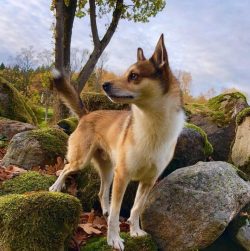 It is extremely difficult to teach the Norwegian Lundehund to keep the house clean, so at first, ...