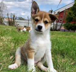 Lundehund is very flexible: he can tilt his head back 1800 so that the nose touches the back.