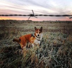 Bred in Norway in the 16th century with the participation of a dwarf losegon dog for hunting Atl ...