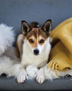 A strong, active, small dog with a long, not very wide muzzle. Ears are erect, on strong cartila ...
