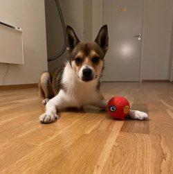 The cheerful, calm, and affectionate domestic dog, devoid of aggressiveness. Strong, energetic,  ...