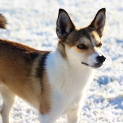 The Norwegian Lundehund is a lively, friendly, and playful breed that is usually classified as p ...