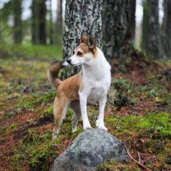The Norwegian Lundehund must be busy with something; out of boredom, the dog can start to spoil  ...