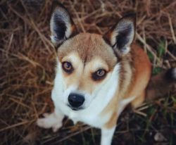 This dog is not recommended to be kept indoors. For a fulfilling life, you need space. The dog s ...