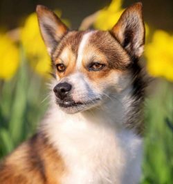 A dog of this breed needs a large, securely fenced yard or farm, where it will have enough space ...