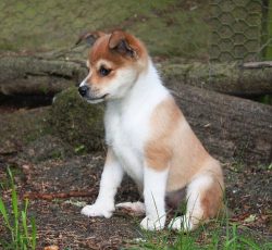 The short coat of the Norwegian Lundehund does not require any special treatment. It is enough t ...