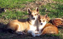 The Norwegian Lundehund is a hunting dog breed originally from Norway. The main specialization o ...