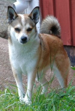 An excellent hunter, deftly works in mountainous, rocky terrain, looking for bird nests. Multi-f ...