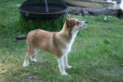 Since the coat of the Norwegian Lundehund is self-cleaning, you should only bathe your dog when  ...