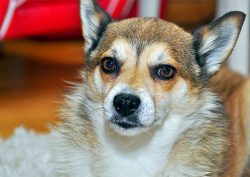 Norwegian Lundehund is not recommended for apartment living. Not recommended for beginners or in ...