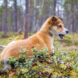 The dog does not need special grooming. To remove dead and loose hairs, weekly brushing is recom ...