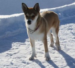 This breed is characterized by a rather serious disease, which is called Lundehund’s Syndr ...
