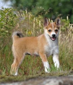 But the most amazing feature of the breed is the extra toes. The front has five fingers with thr ...
