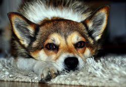 Lundehund is a lively, obedient, but at the same time an independent dog.