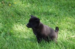 Elkhound can participate in dog competitions, they will be happy to train according to the agili ...