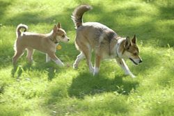 It is best to keep Lundehund in private houses with large backyards, as they are incredibly acti ...