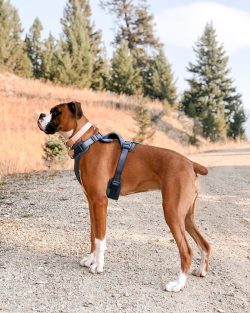 A boxer dog has a very friendly and inquisitive nature. She is entirely focused on her family an ...