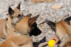 In 1898, the first club of breed connoisseurs was established on an official basis. Interestingl ...