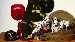 The increase in the number of the breed was positively influenced by the appearance of a book ab ...