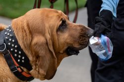 Bloodhound is a relatively healthy breed, but some diseases do occur in these dogs. These includ ...