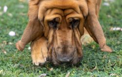 The muscular, developed body of the Bloodhound is distinguished by a stretched-rectangular forma ...