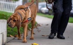 As the breed has a narrow specialization, Bloodhounds are equally successful as they hunt big ga ...