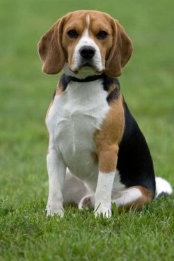 Beagle-Harrier – the watchful dog, inspired a remarkable enthusiasm. Clever, affectionate, ...