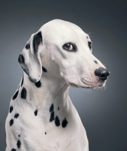Surprisingly, the dog’s good nature made him a real rescuer. Some secret services use Dalm ...