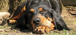 Puppies are inquisitive and try everything. If a small pet is in the house, be attentive to furn ...