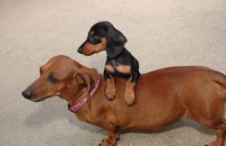 The most common diseases of this breed are related to the back. Dachshunds are prone to paralysi ...
