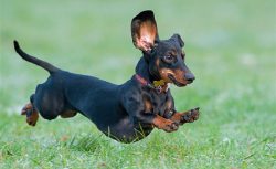 Food is a good motivation for a dachshund, but with a special mindset, the desire for a dachshun ...