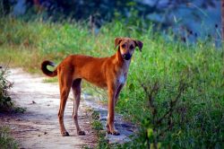 There are both commensal and wild operations in much of tropical Asia and on islands as far as N ...