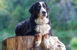 In a calm state, the muscles of the dog’s muzzle and head relax, opening his mouth and cre ...