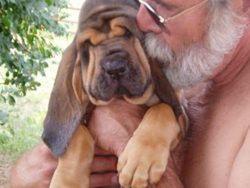 Restrictive-prohibitive commands “Come to me!” and “No!”, which is due t ...